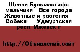 Щенки Бульмастифа мальчики - Все города Животные и растения » Собаки   . Удмуртская респ.,Ижевск г.